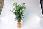 Parlour Palm