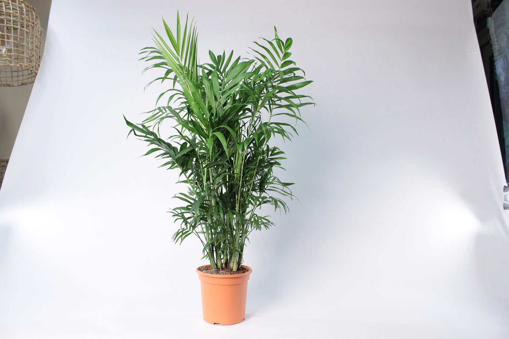 Parlour Palm