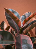 Pink Rubber Tree