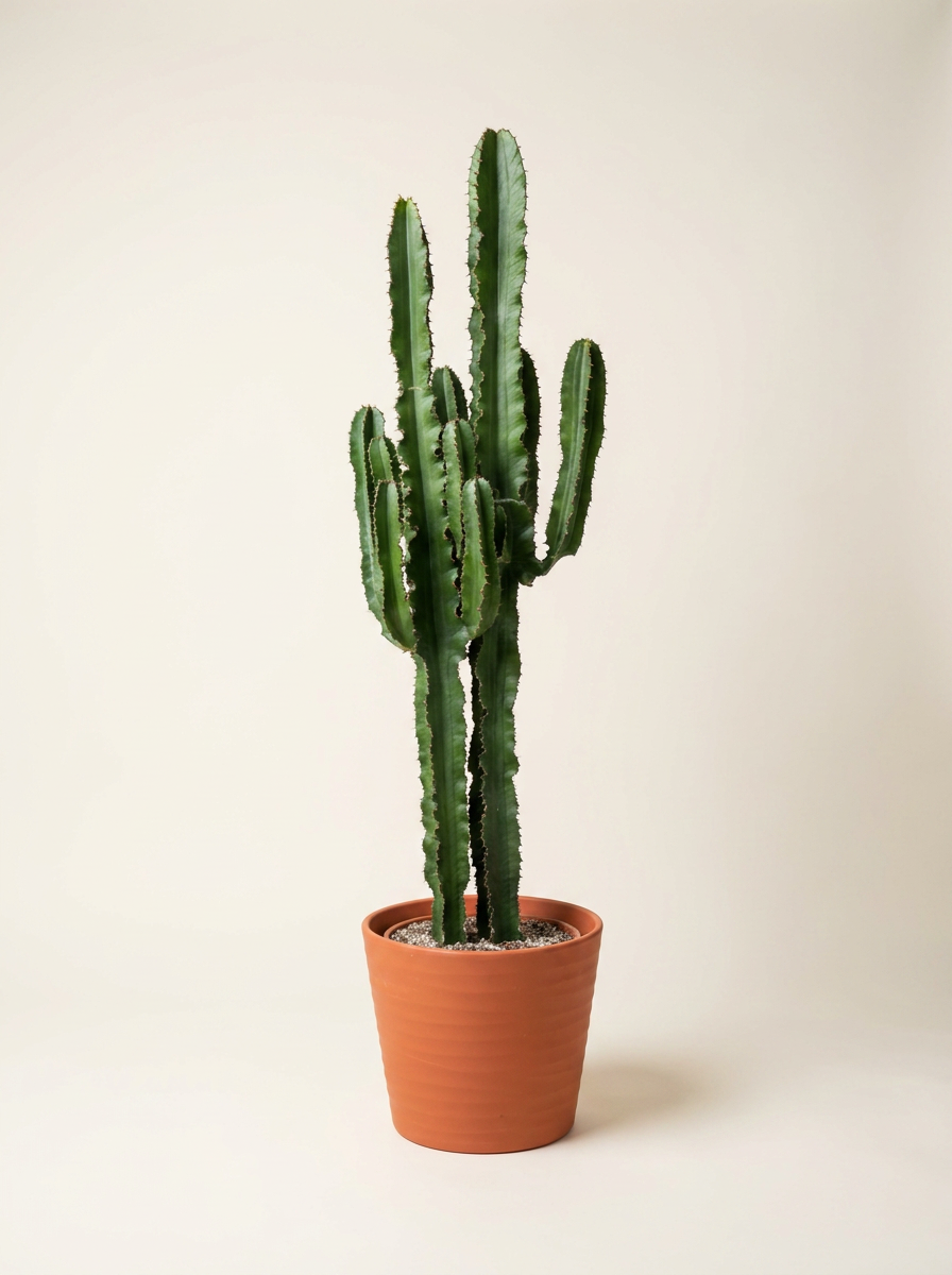 Euphorbia | Cactus