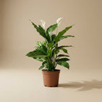 Peace Lilly