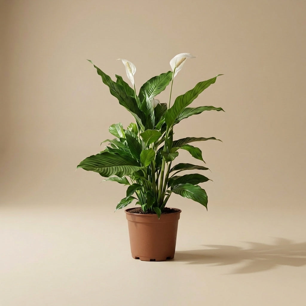 Peace Lilly