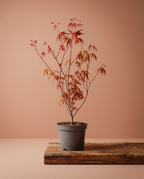Acer