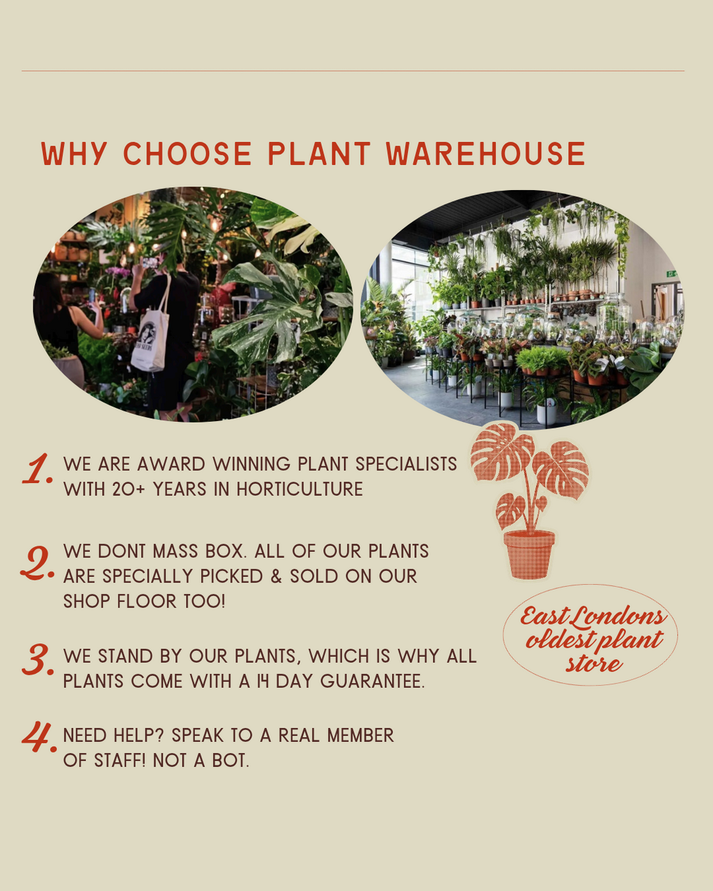 ZZ Plant