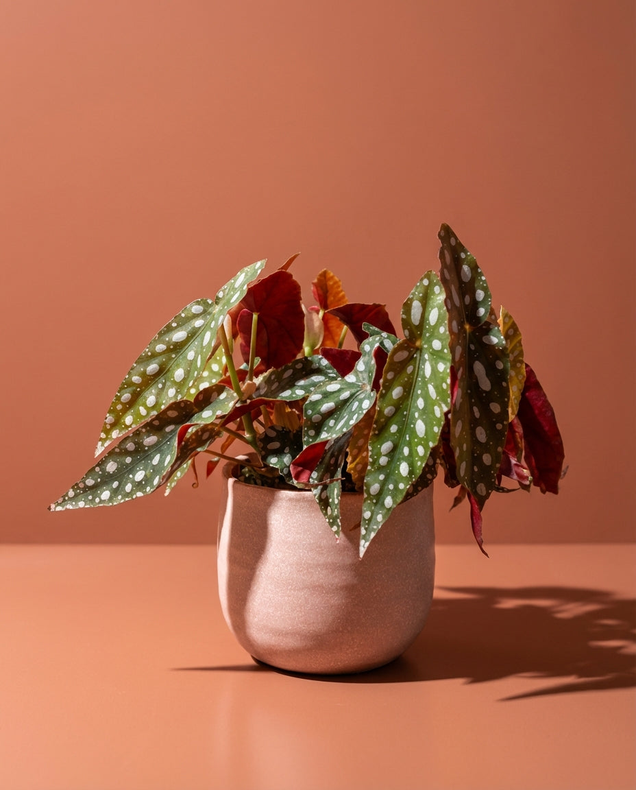 Begonia Maculata