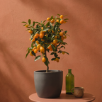 Kumquat Citrus Tree