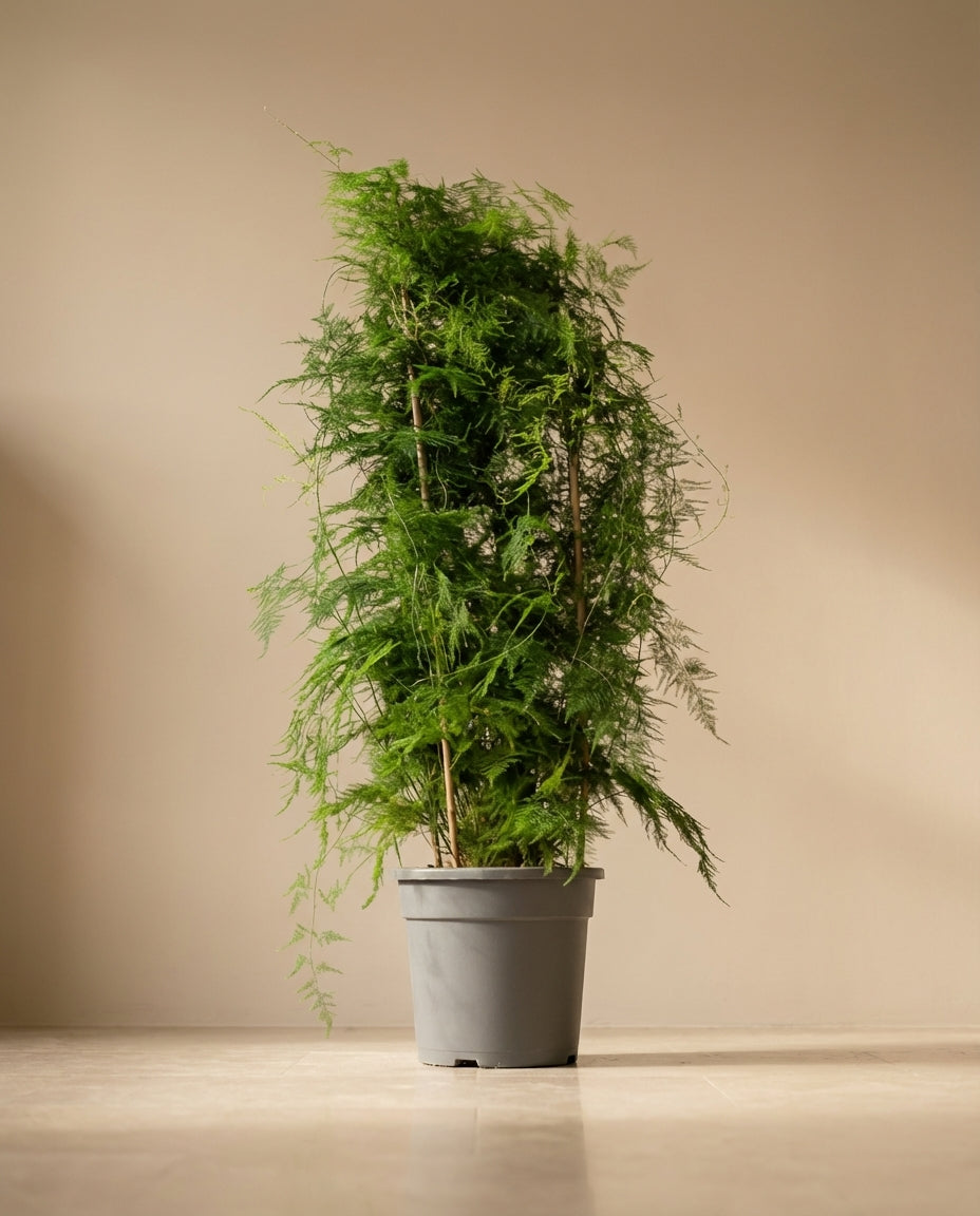 XL Asparagus Fern