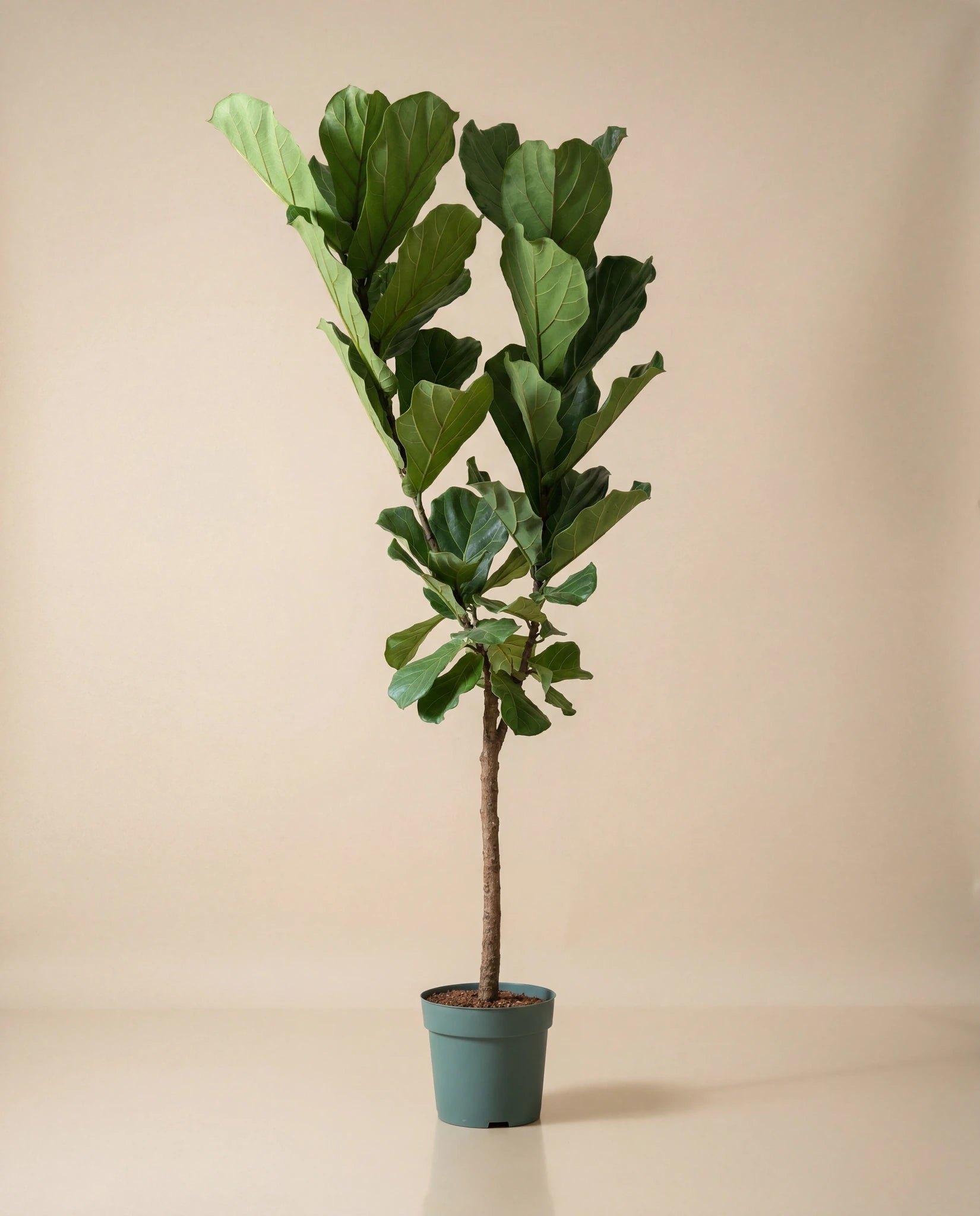 Fiddle Leaf Fig
