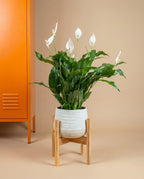 Peace Lilly
