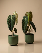 Philodendron melanochrysum
