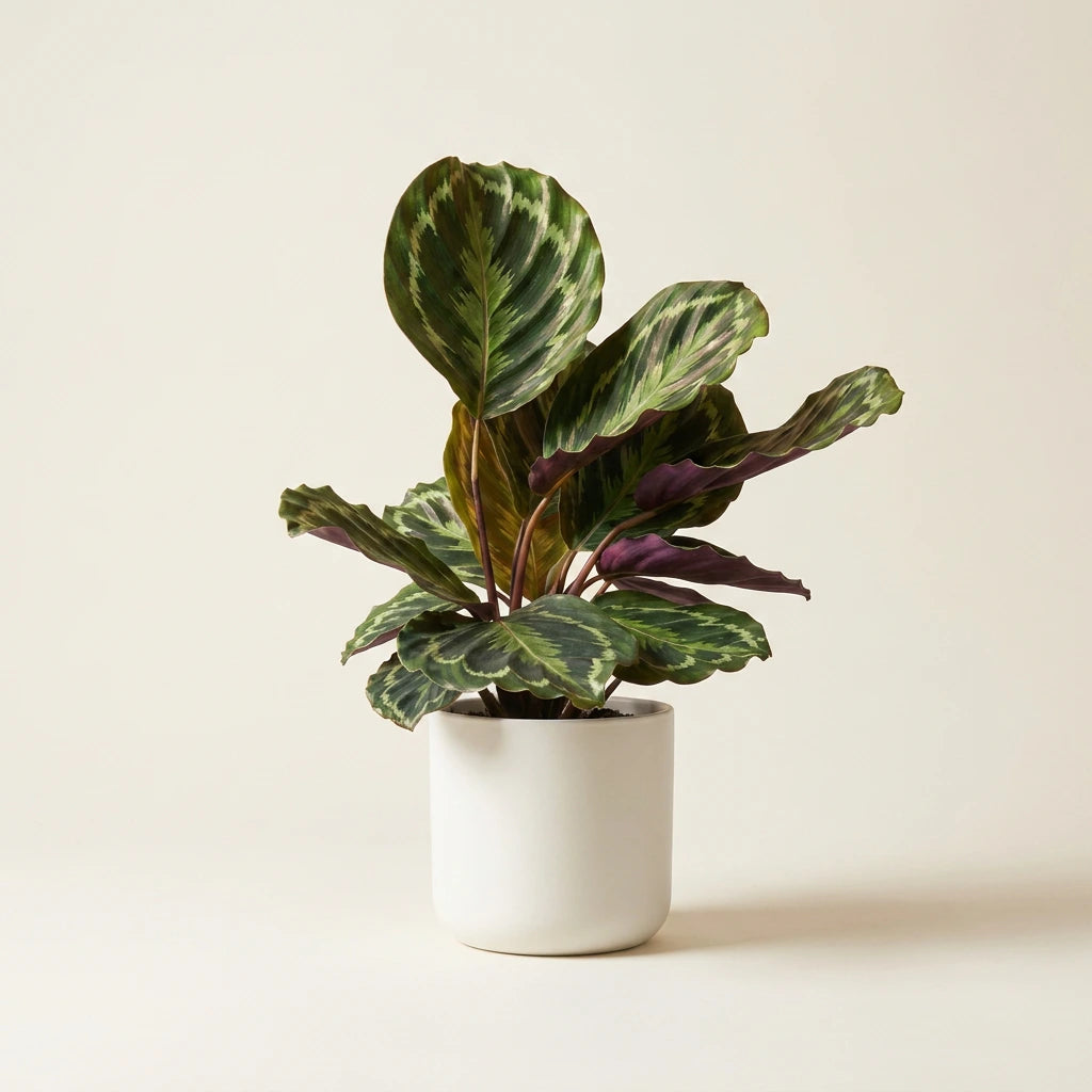 Calathea Medallion