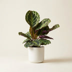 Calathea Medallion