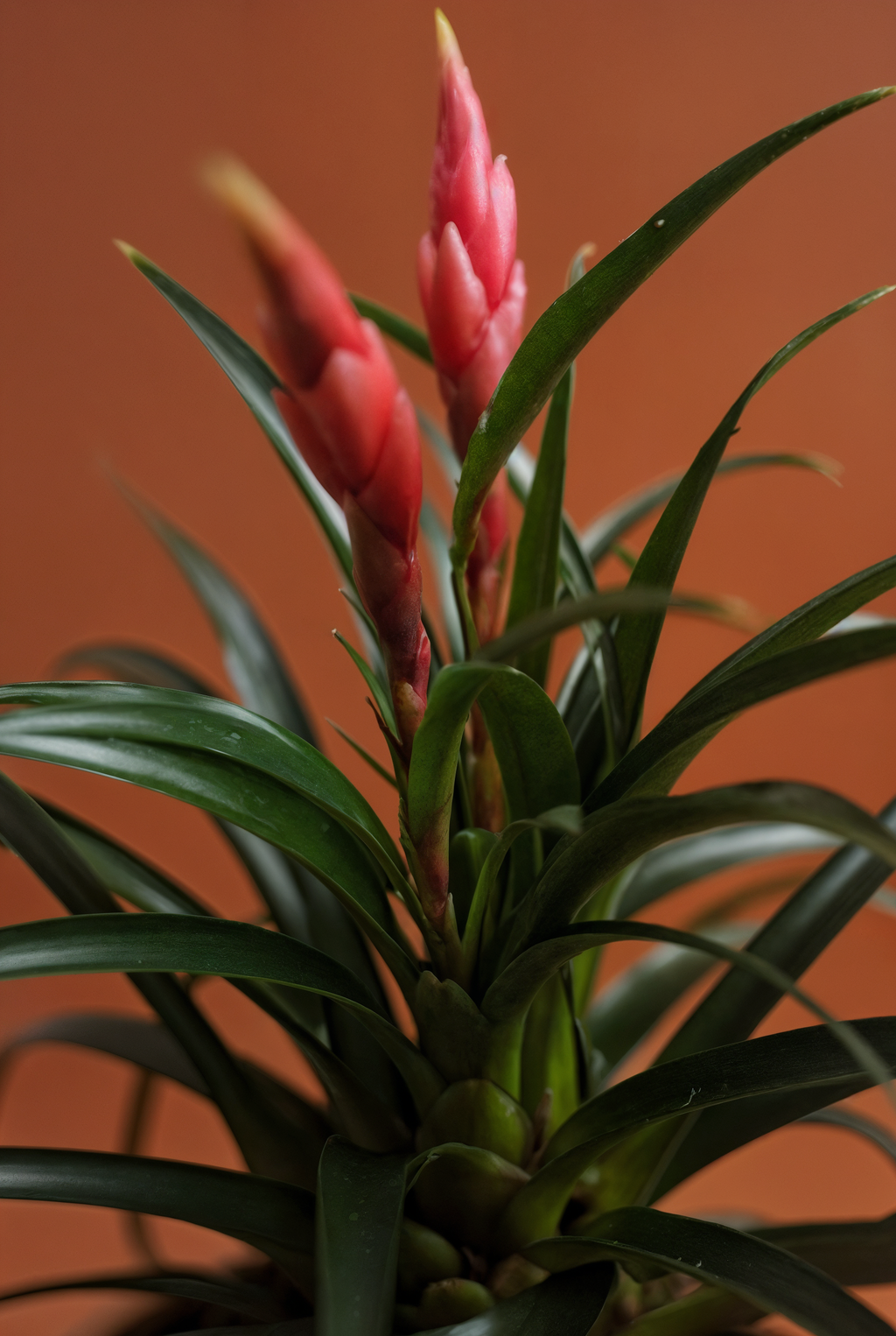 Flaming Sword Plant