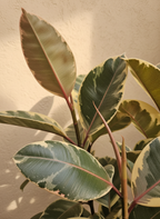 White Rubber Plant