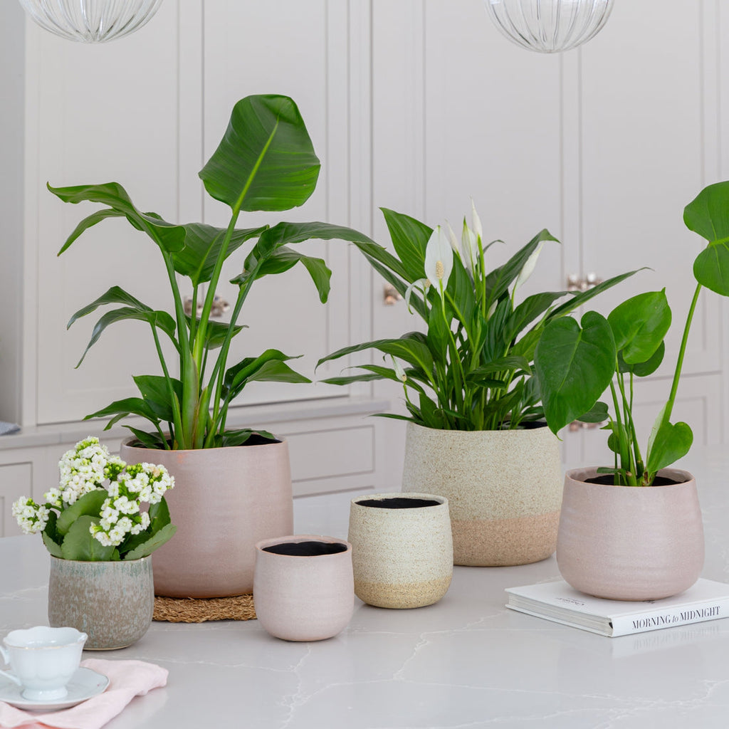 Celeste Planter In Dusky Pink