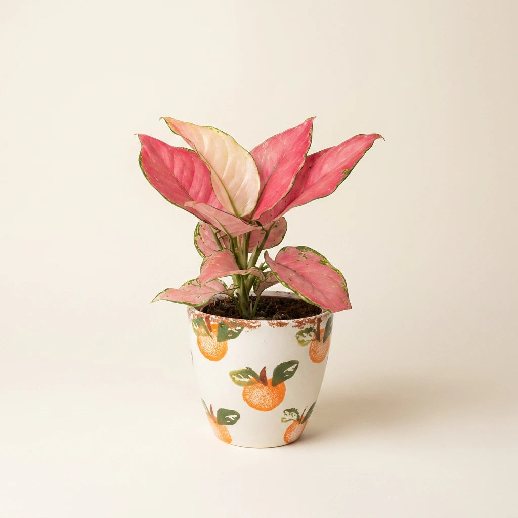 Aglaonema Pink Star