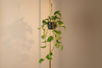 Devils Ivy Hanging