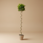 XL Bay Tree
