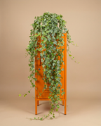 English Ivy