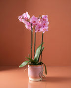 Phalaenopsis Orchid