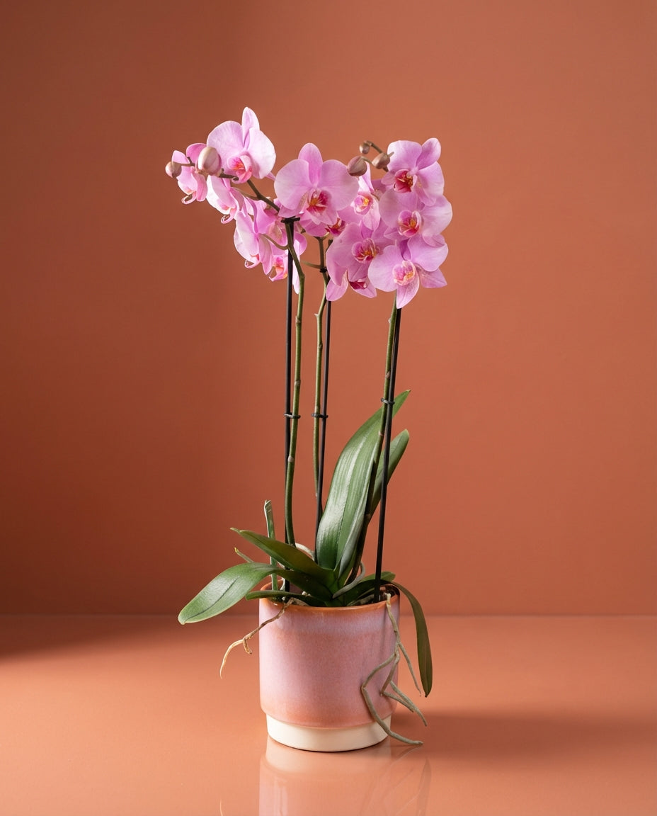 Phalaenopsis Orchid
