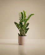 ZZ Plant