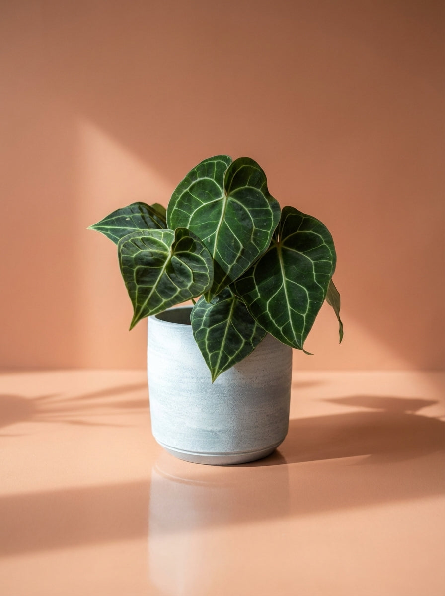 Anthurium Clarinervium