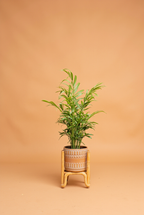 Parlour Palm