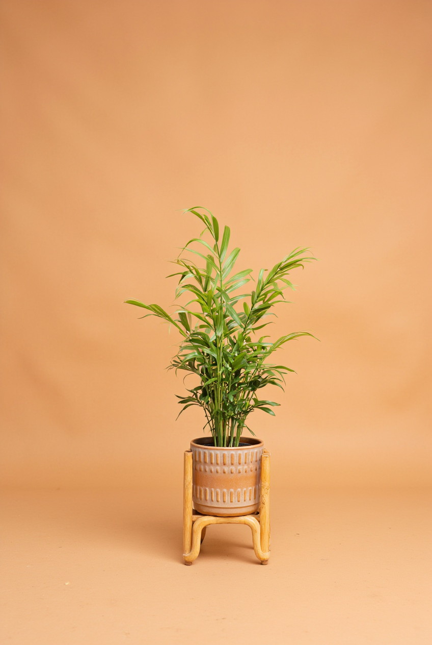 Parlour Palm