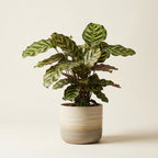 Calathea Makoyana