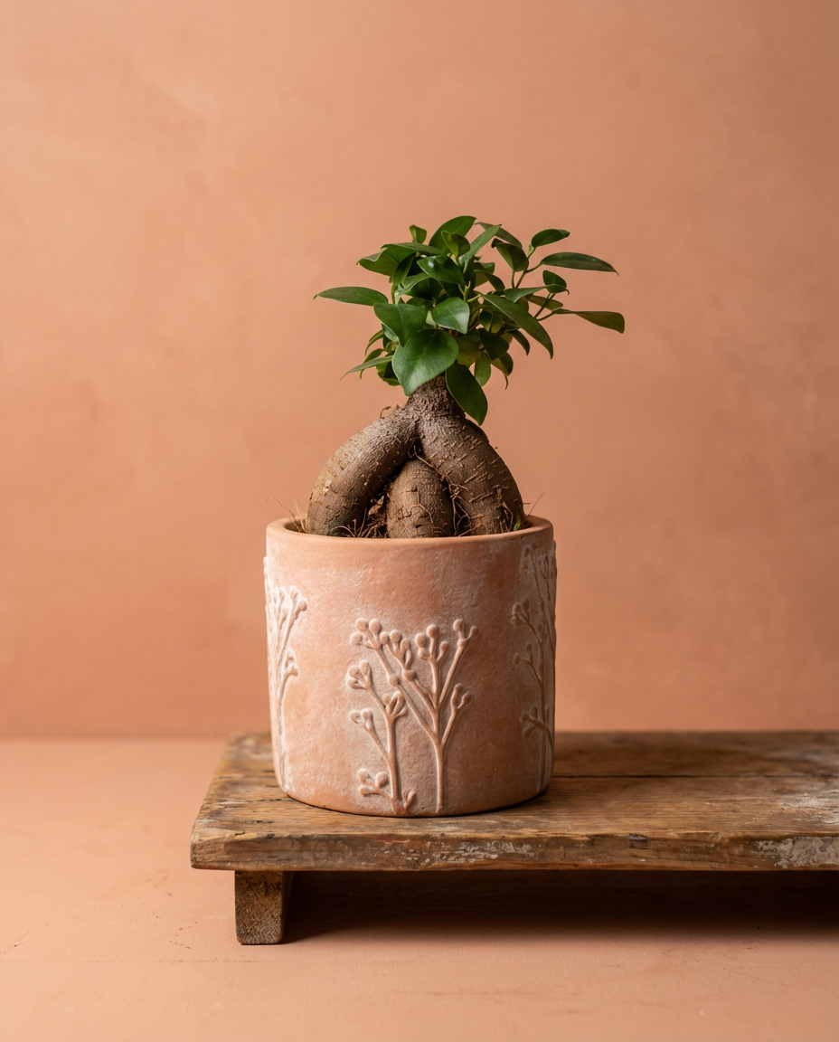 Ficus Ginseng Bonsai Tree