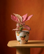 Aglaonema Pink Star