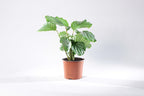 Calathea Orbifolia Small