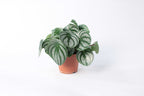 Watermelon Peperomia